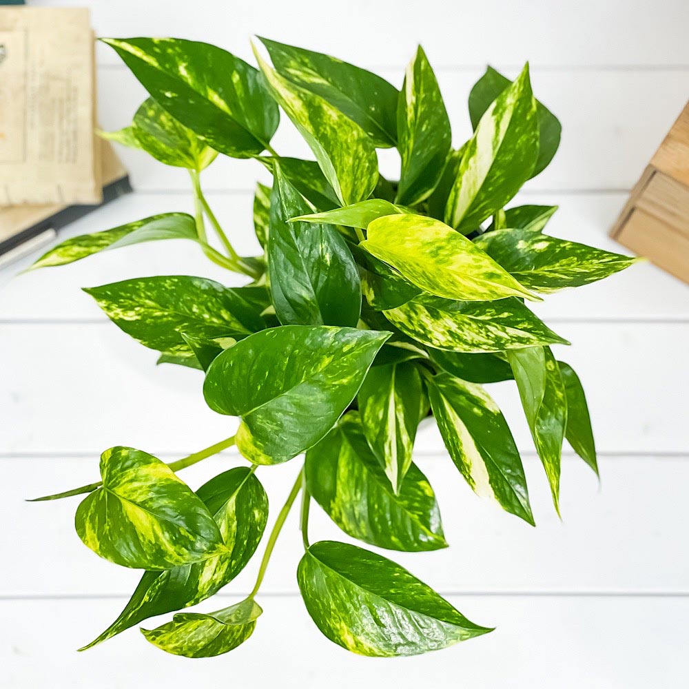 PLANCHU 観葉植物 ポトス ゴールデン 5号鉢 受け皿付き 育て方説明書付き Epipremnum aureum エピプレムナム アロイド