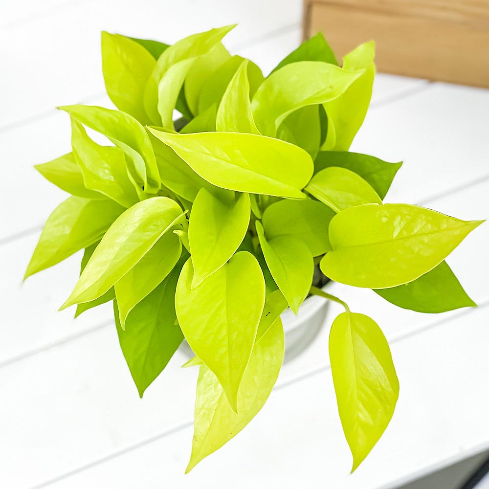 PLANCHU 観葉植物 ポトス ライム 5号鉢 受け皿付き 育て方説明書付き Epipremnum aureum ‘Lime’ エピプレムナム アロイド