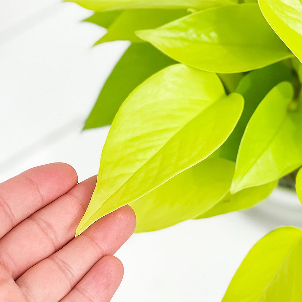 PLANCHU 観葉植物 ポトス ライム 5号鉢 受け皿付き 育て方説明書付き Epipremnum aureum ‘Lime’ エピプレムナム アロイド