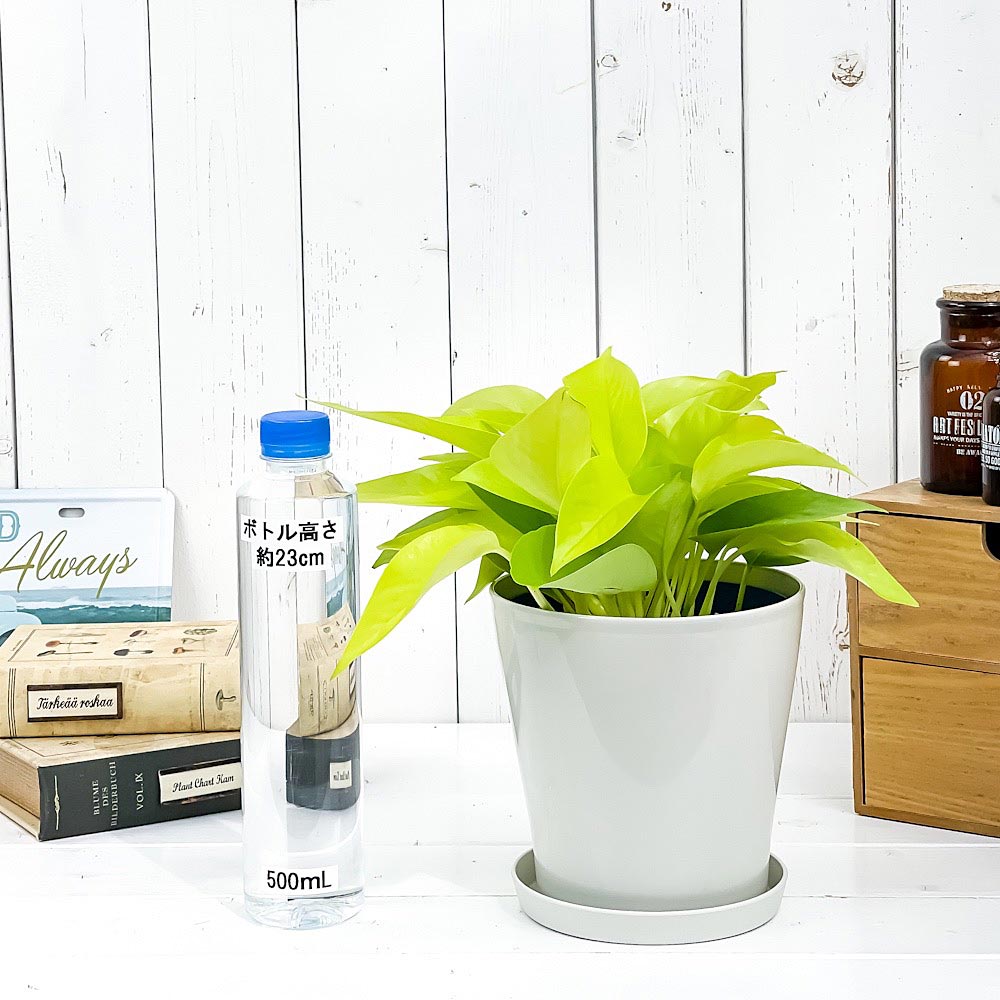 PLANCHU 観葉植物 ポトス ライム 5号鉢 受け皿付き 育て方説明書付き Epipremnum aureum ‘Lime’ エピプレムナム アロイド