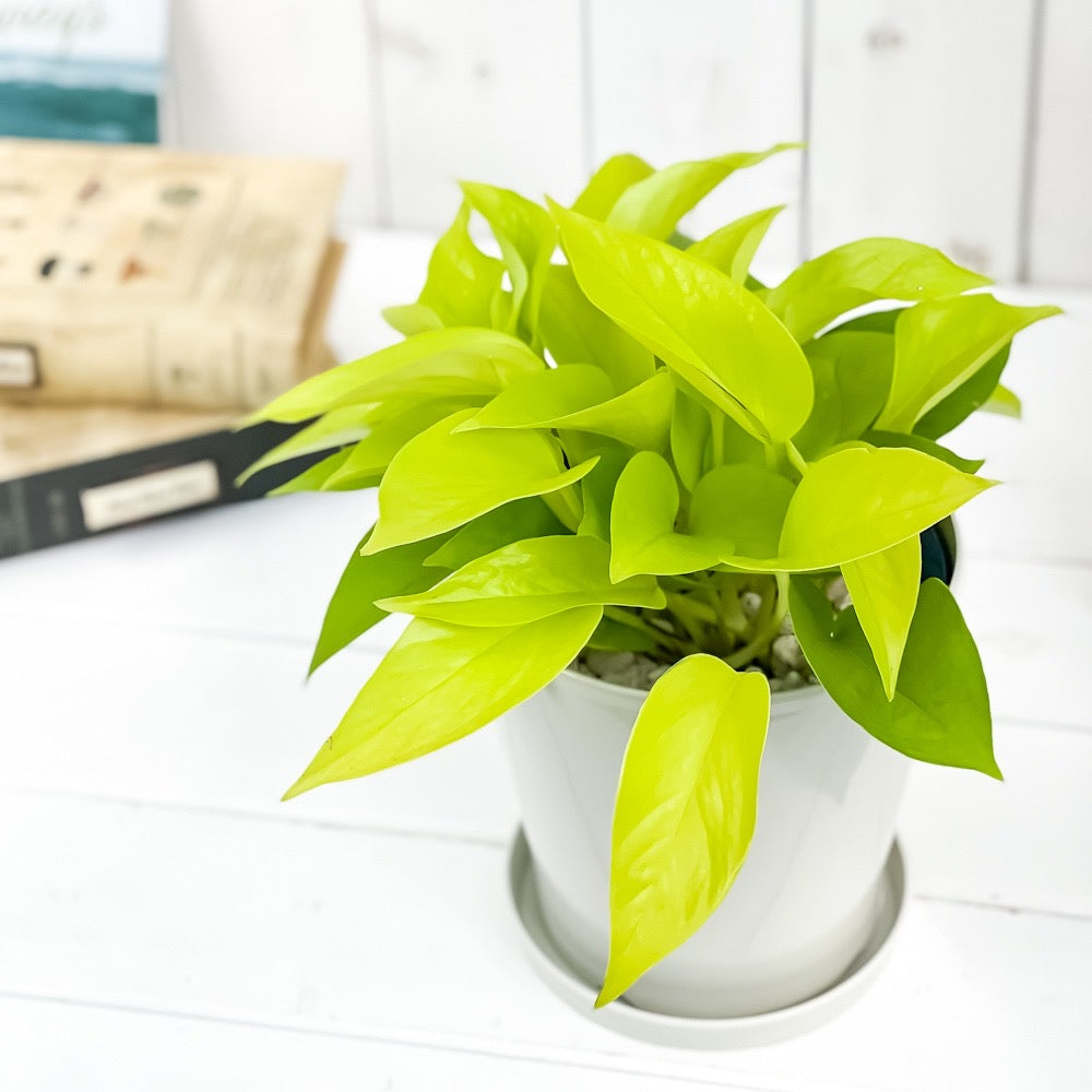PLANCHU 観葉植物 ポトス ライム 5号鉢 受け皿付き 育て方説明書付き Epipremnum aureum ‘Lime’ エピプレムナム アロイド