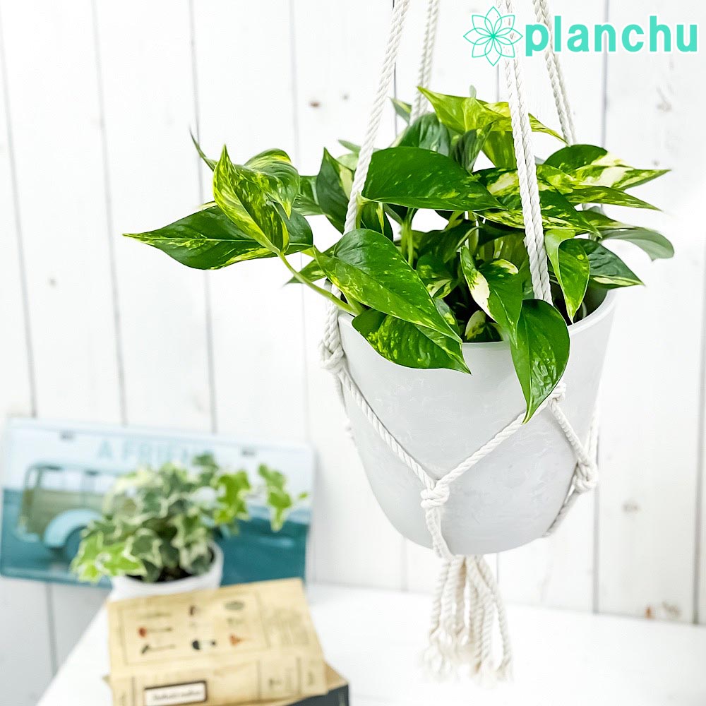 PLANCHU 観葉植物 ポトス ゴールデン 5号鉢 樹脂製ハンギング鉢カバー付き 育て方説明書付き エピプレムナム アロイド