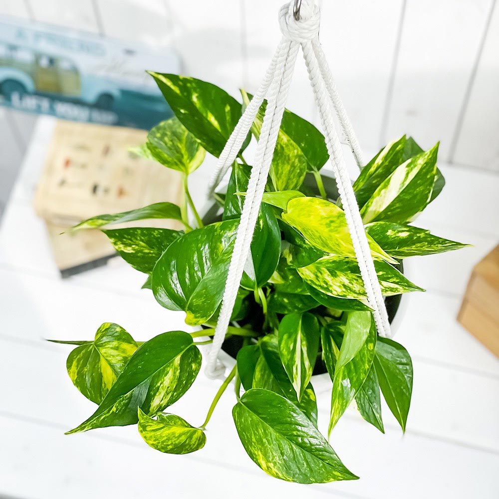 PLANCHU 観葉植物 ポトス ゴールデン 5号鉢 樹脂製ハンギング鉢カバー付き 育て方説明書付き エピプレムナム アロイド