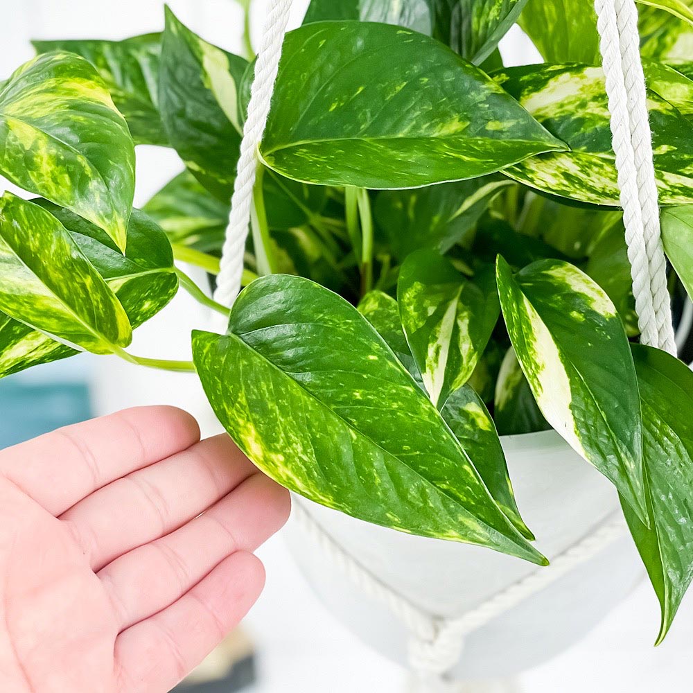PLANCHU 観葉植物 ポトス ゴールデン 5号鉢 樹脂製ハンギング鉢カバー付き 育て方説明書付き エピプレムナム アロイド