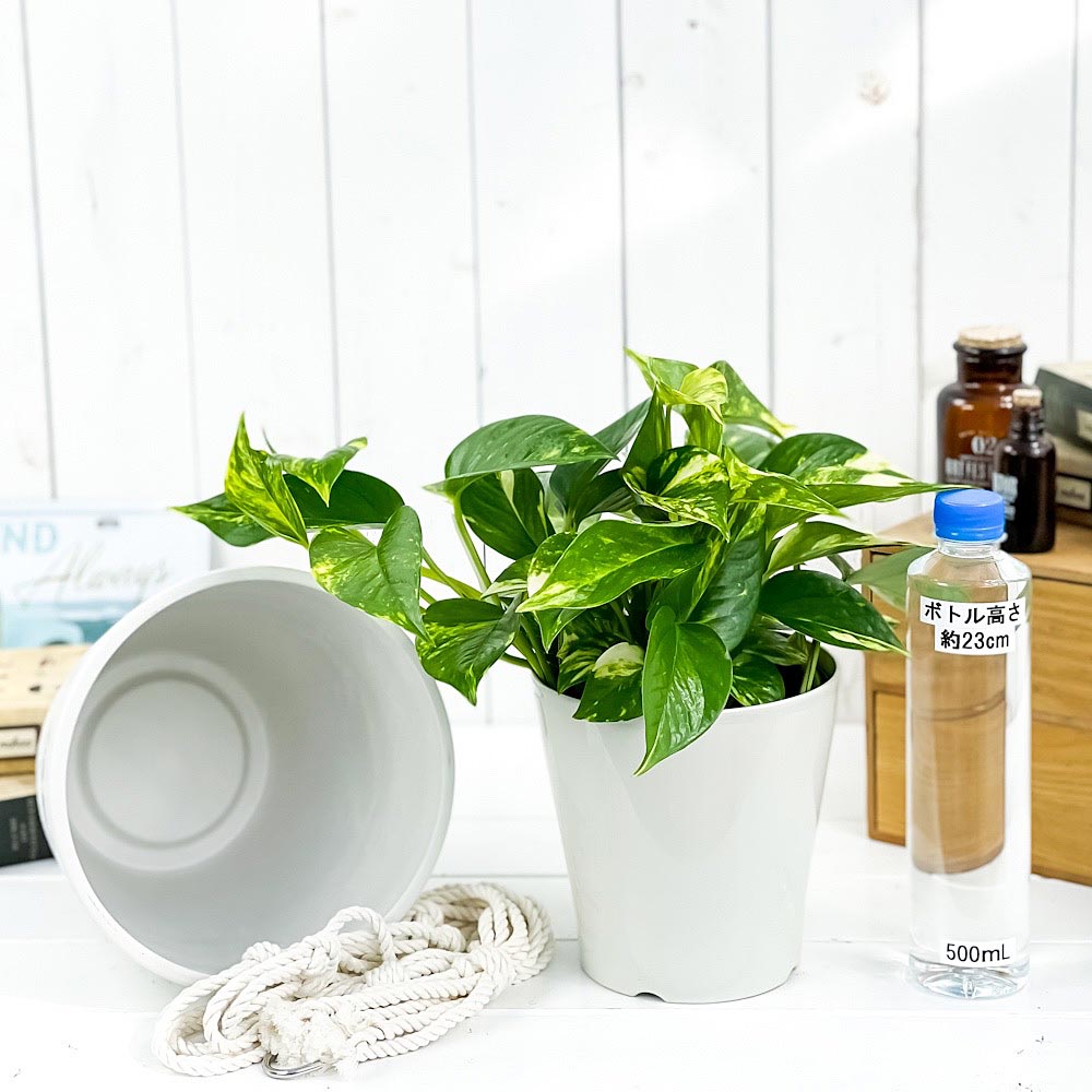 PLANCHU 観葉植物 ポトス ゴールデン 5号鉢 樹脂製ハンギング鉢カバー付き 育て方説明書付き エピプレムナム アロイド