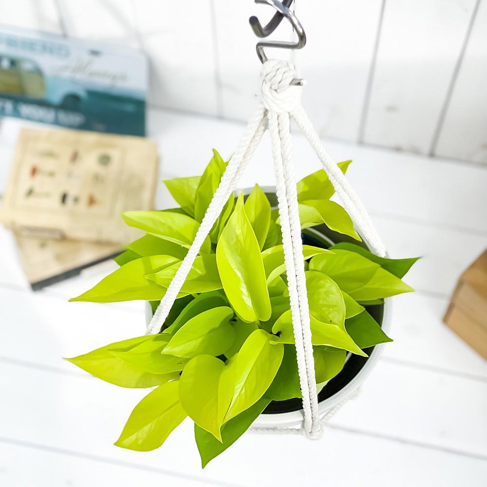 PLANCHU 観葉植物 ポトス ライム 5号鉢 樹脂製ハンギング鉢カバー付き 育て方説明書付き エピプレムナム アロイド