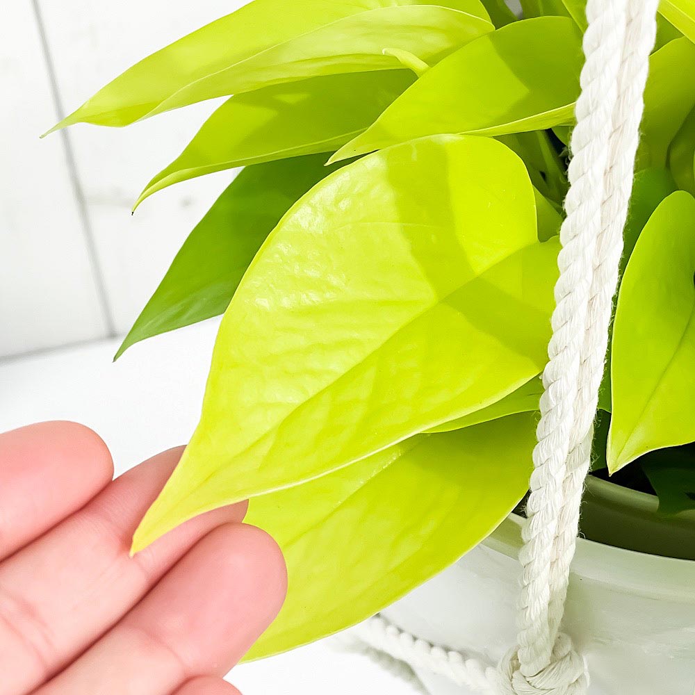 PLANCHU 観葉植物 ポトス ライム 5号鉢 樹脂製ハンギング鉢カバー付き 育て方説明書付き エピプレムナム アロイド