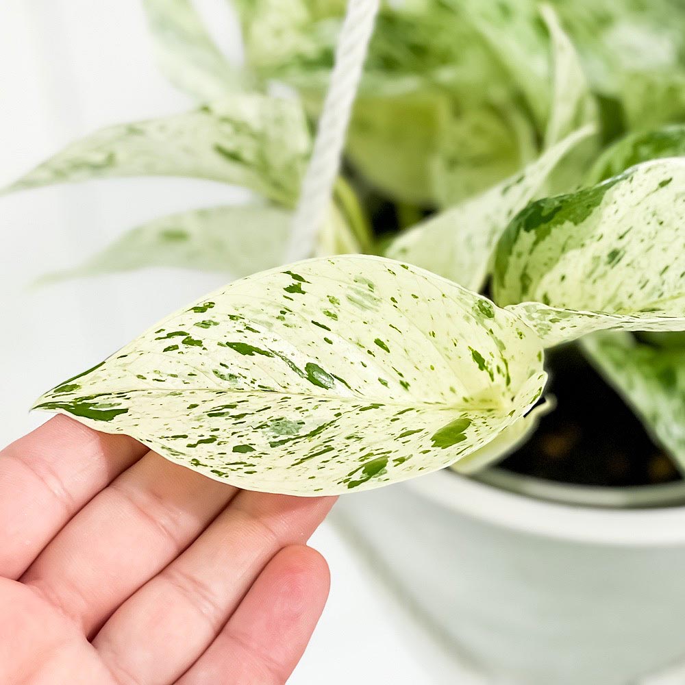 PLANCHU 観葉植物 ポトス マーブルクイーン 5号鉢 樹脂製ハンギング鉢カバー付き 育て方説明書付き エピプレムナム アロイド