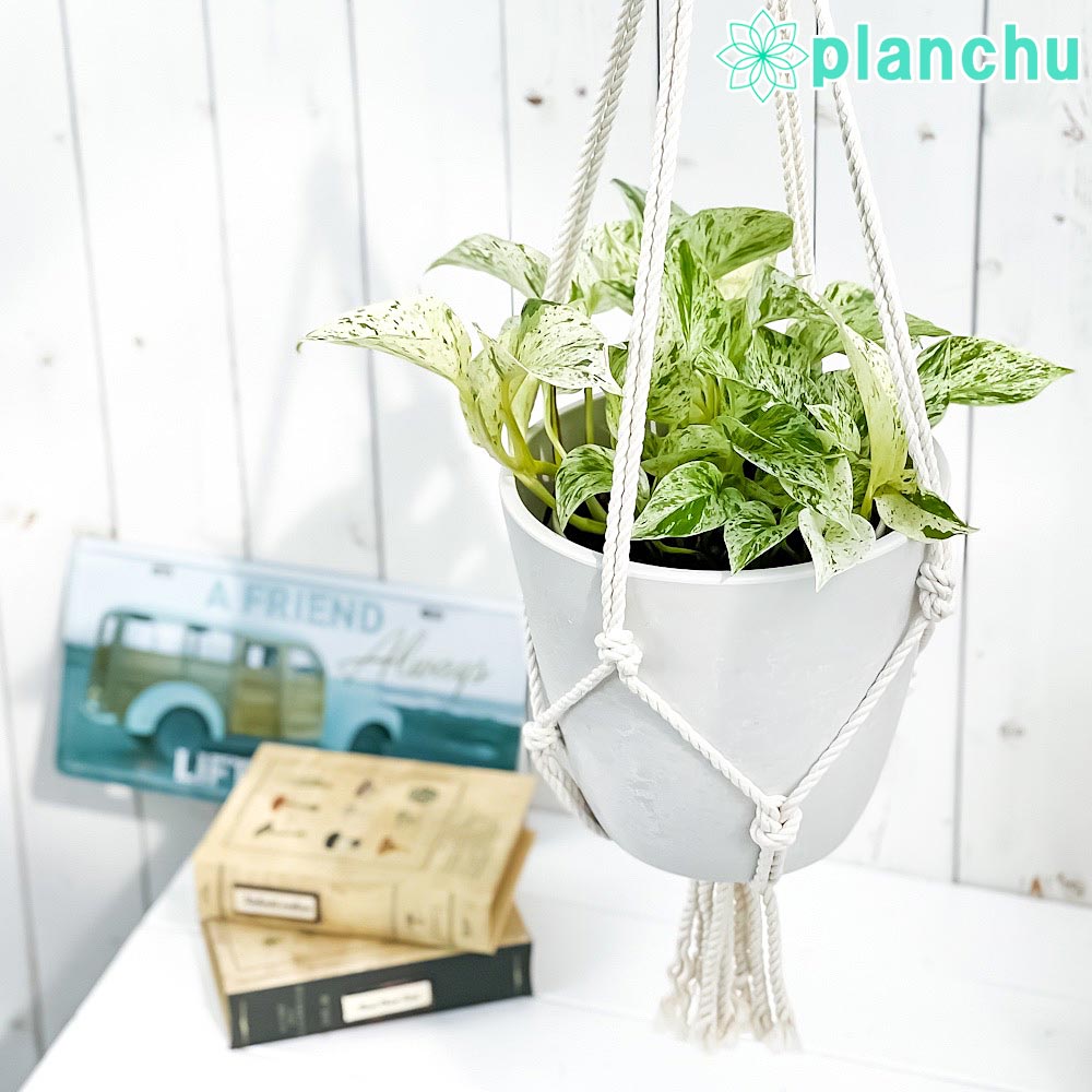 PLANCHU 観葉植物 ポトス マーブルクイーン 5号鉢 樹脂製ハンギング鉢カバー付き 育て方説明書付き エピプレムナム アロイド