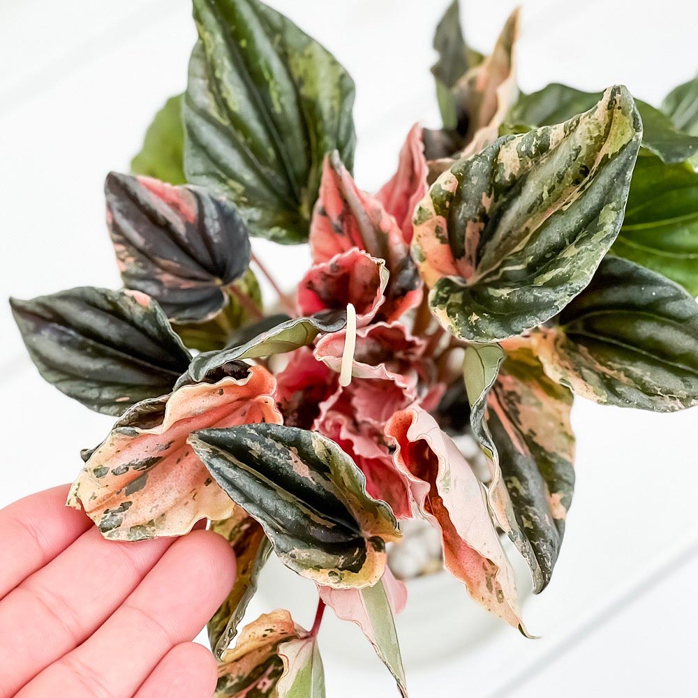 PLANCHU 観葉植物 ペペロミア ニューピンクレディ 3.5号鉢 受け皿付き 育て方説明書付き Peperomia caperata ‘New Pink Lady’
