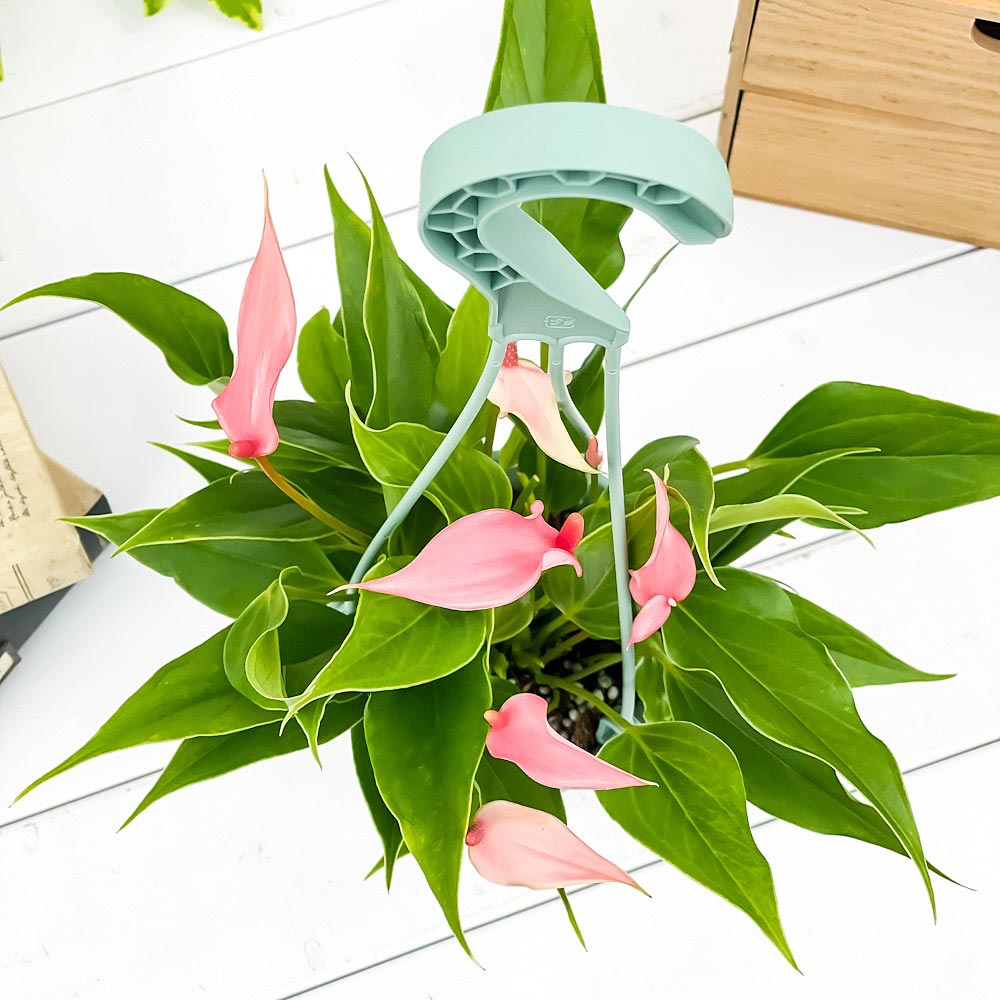 PLANCHU 観葉植物 アンスリウム リリー 3.5号吊り鉢 受け皿付き 育て方説明書付き Anthurium andraeanum ‘Anthurini Lilli’ アンスリューム アロイド 鉢花 ピンク系