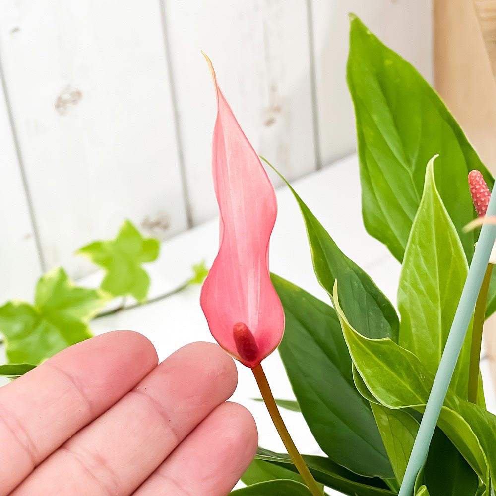 PLANCHU 観葉植物 アンスリウム リリー 3.5号吊り鉢 受け皿付き 育て方説明書付き Anthurium andraeanum ‘Anthurini Lilli’ アンスリューム アロイド 鉢花 ピンク系