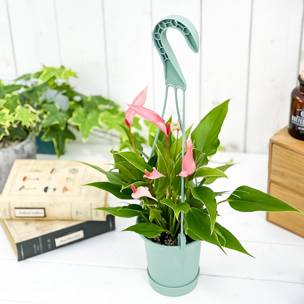 PLANCHU 観葉植物 アンスリウム リリー 3.5号吊り鉢 受け皿付き 育て方説明書付き Anthurium andraeanum ‘Anthurini Lilli’ アンスリューム アロイド 鉢花 ピンク系