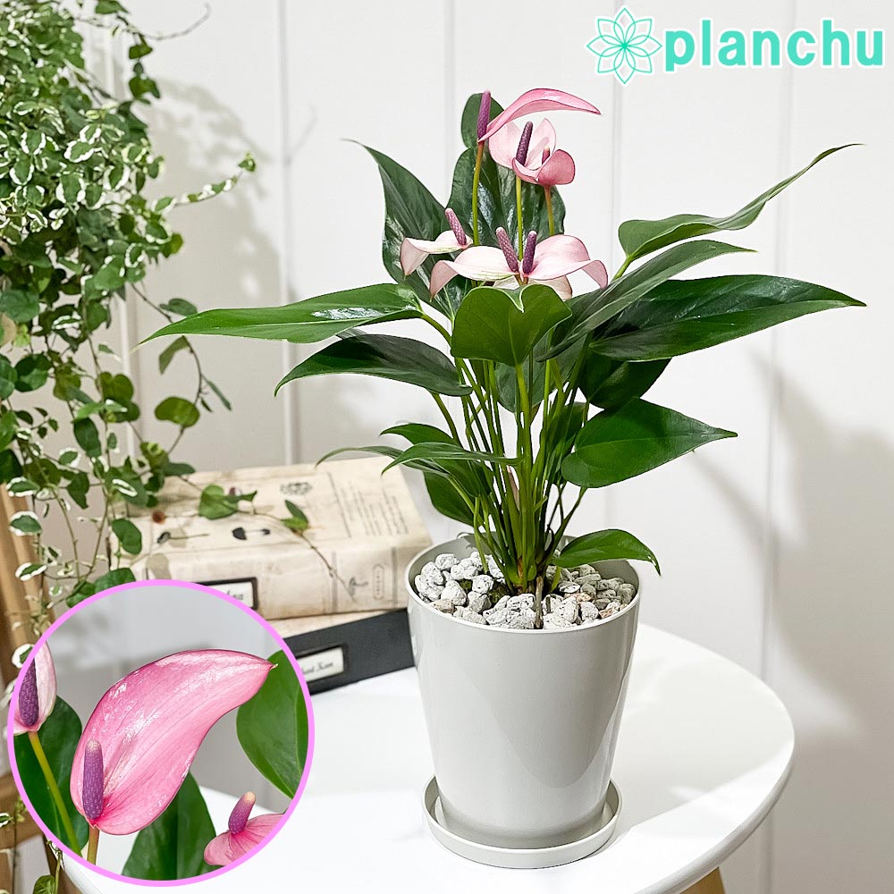 PLANCHU 観葉植物 アンスリウム ジゾウ 4号鉢 受け皿付き 育て方説明書付き Anthurium andraeanum ‘Zizou’ ジゾー アンスリューム アロイド 鉢花 パープル系