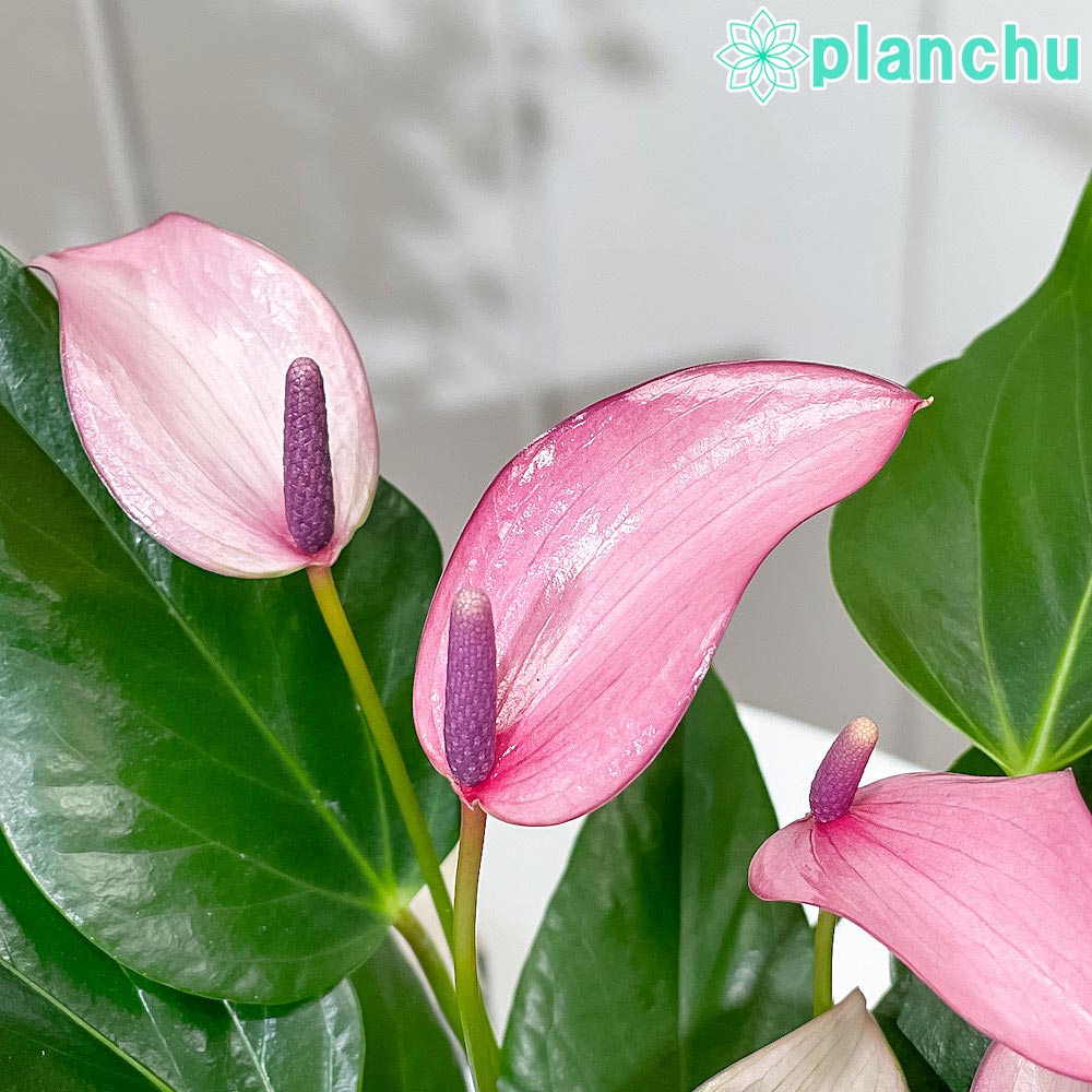 PLANCHU 観葉植物 アンスリウム ジゾウ 4号鉢 受け皿付き 育て方説明書付き Anthurium andraeanum ‘Zizou’ ジゾー アンスリューム アロイド 鉢花 パープル系