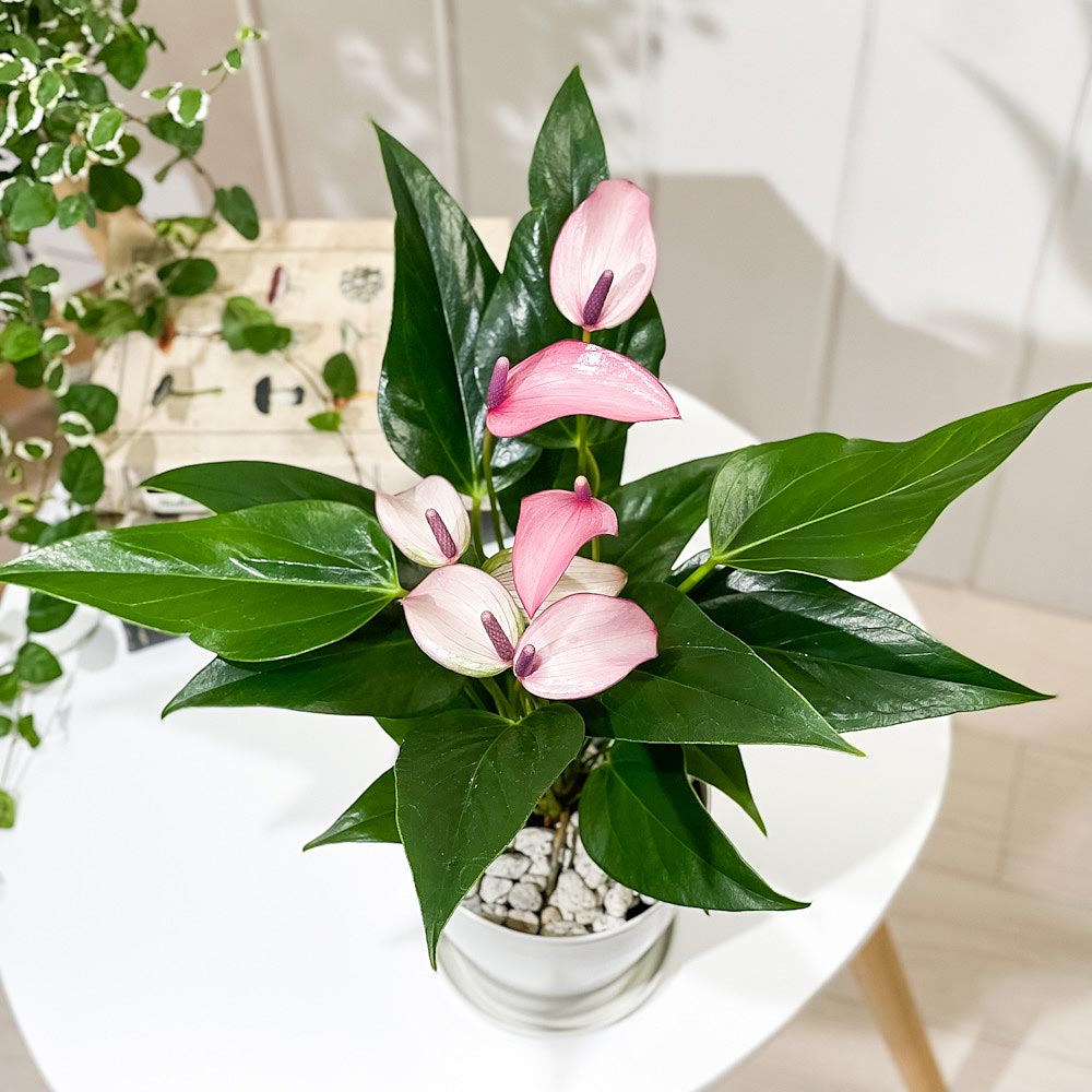 PLANCHU 観葉植物 アンスリウム ジゾウ 4号鉢 受け皿付き 育て方説明書付き Anthurium andraeanum ‘Zizou’ ジゾー アンスリューム アロイド 鉢花 パープル系