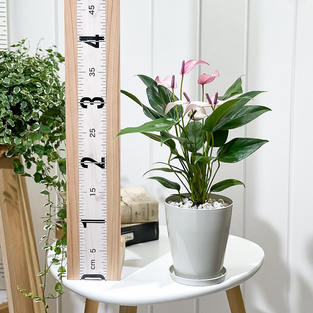 PLANCHU 観葉植物 アンスリウム ジゾウ 4号鉢 受け皿付き 育て方説明書付き Anthurium andraeanum ‘Zizou’ ジゾー アンスリューム アロイド 鉢花 パープル系