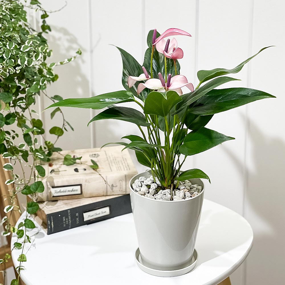 PLANCHU 観葉植物 アンスリウム ジゾウ 4号鉢 受け皿付き 育て方説明書付き Anthurium andraeanum ‘Zizou’ ジゾー アンスリューム アロイド 鉢花 パープル系