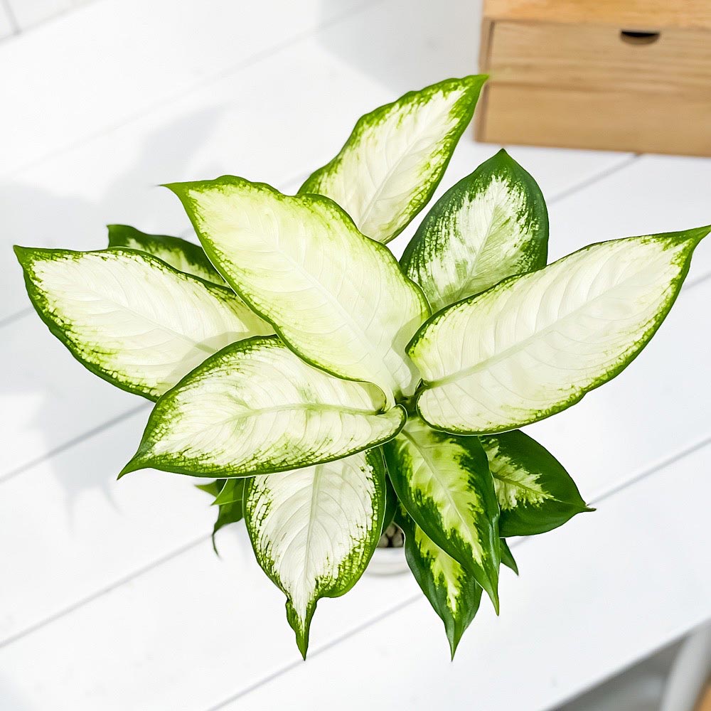 PLANCHU 観葉植物 ディフェンバキア カミーラ 4号鉢 受け皿付き 育て方説明書付き Dieffenbachia ‘Camille’ アロイド