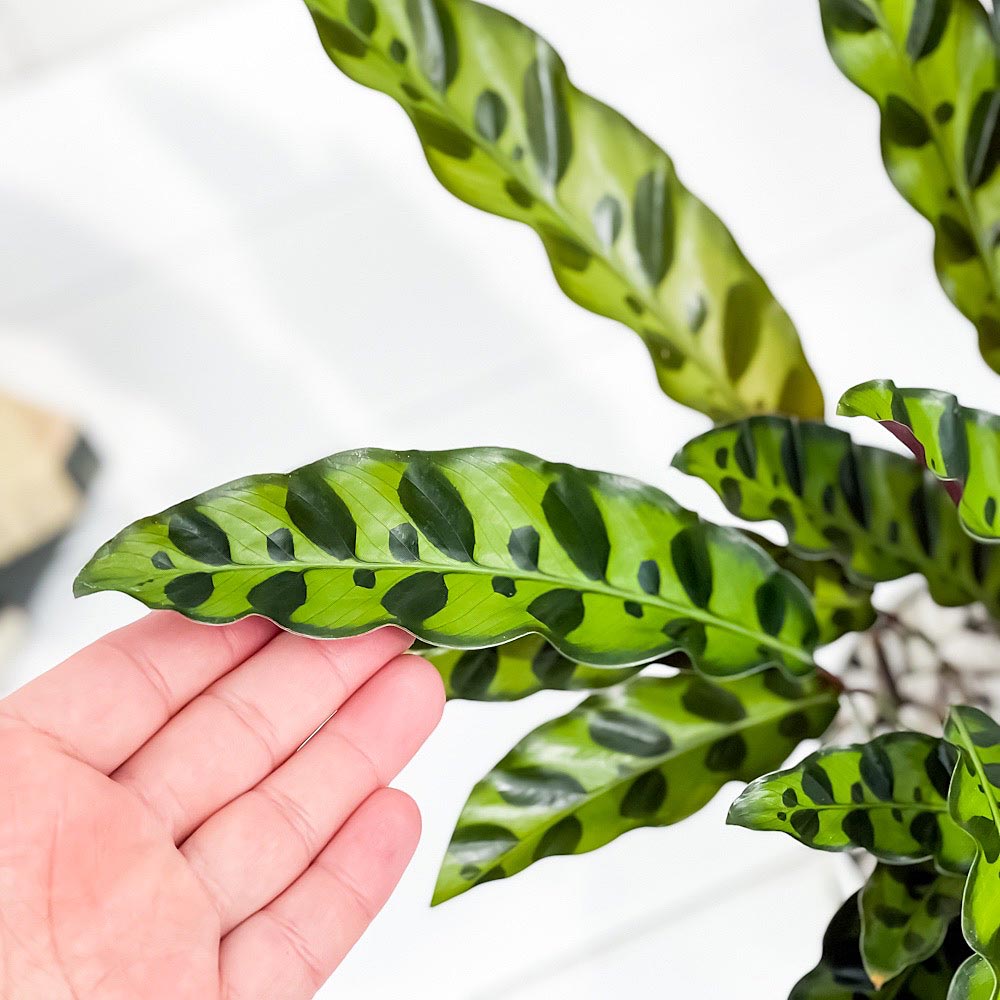 PLANCHU 観葉植物 カラテア ランキフォリア 4号鉢 受け皿付き 育て方説明書付き Calathea lancifolia インシグニス ランシフォリア