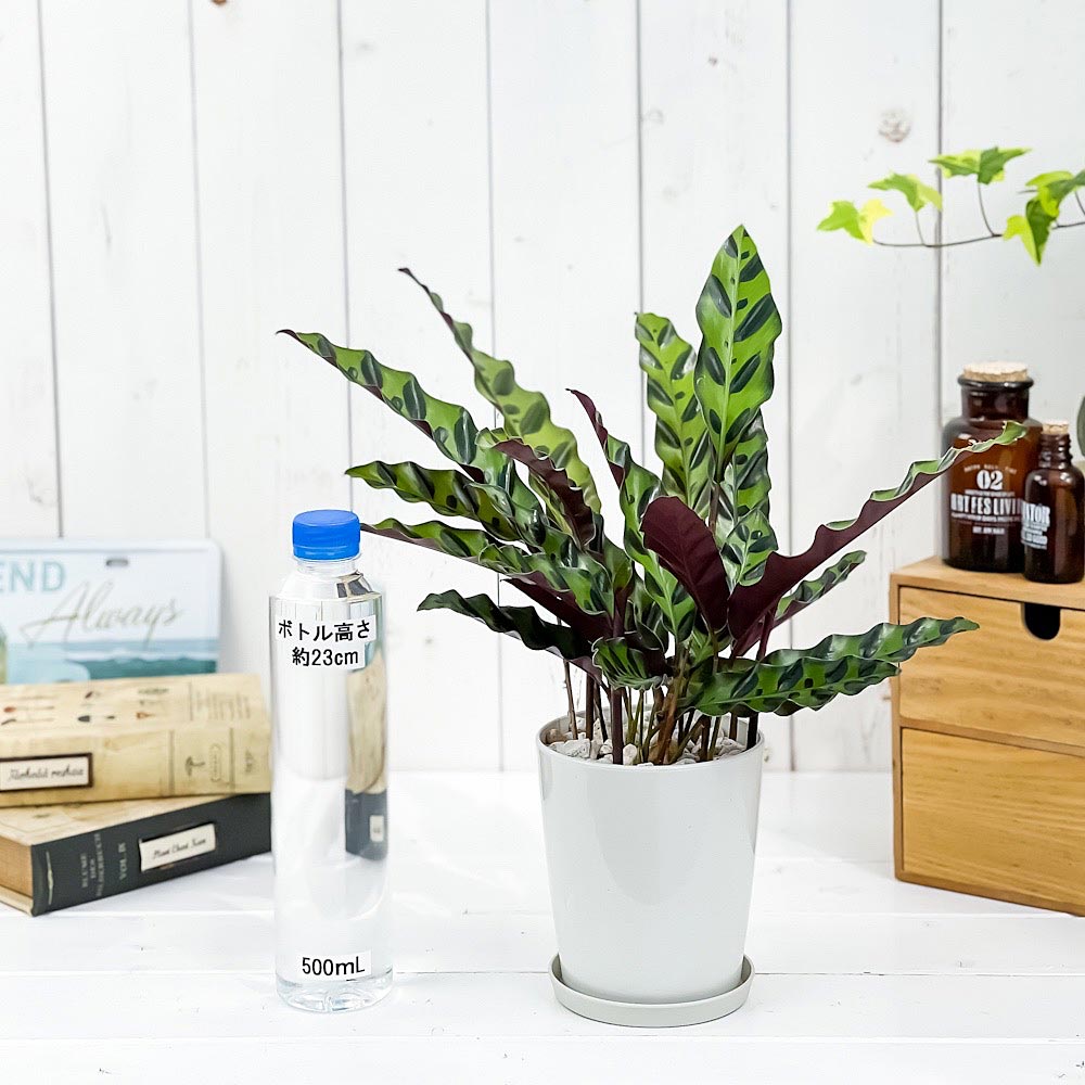 PLANCHU 観葉植物 カラテア ランキフォリア 4号鉢 受け皿付き 育て方説明書付き Calathea lancifolia インシグニス ランシフォリア