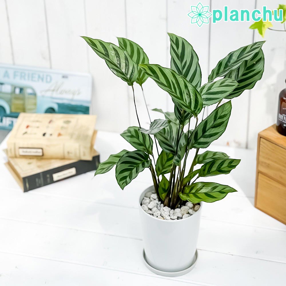 PLANCHU 観葉植物 カラテア フレディ 4号鉢 受け皿付き 育て方説明書付き Calathea ‘Freddie’