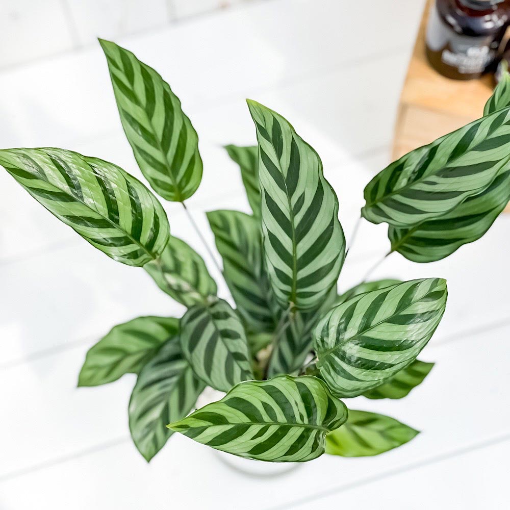 PLANCHU 観葉植物 カラテア フレディ 4号鉢 受け皿付き 育て方説明書付き Calathea ‘Freddie’