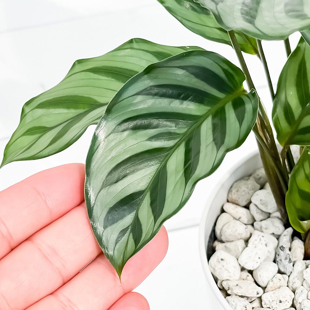 PLANCHU 観葉植物 カラテア フレディ 4号鉢 受け皿付き 育て方説明書付き Calathea ‘Freddie’