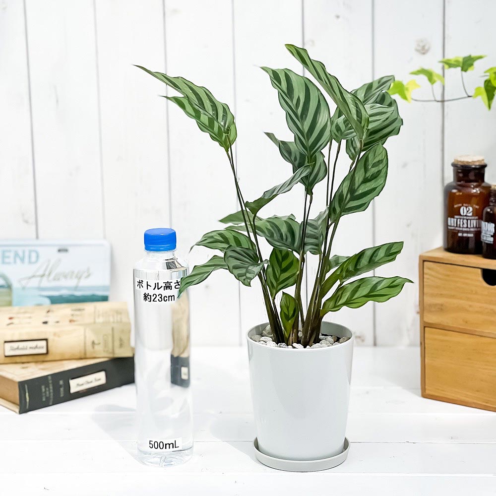 PLANCHU 観葉植物 カラテア フレディ 4号鉢 受け皿付き 育て方説明書付き Calathea ‘Freddie’