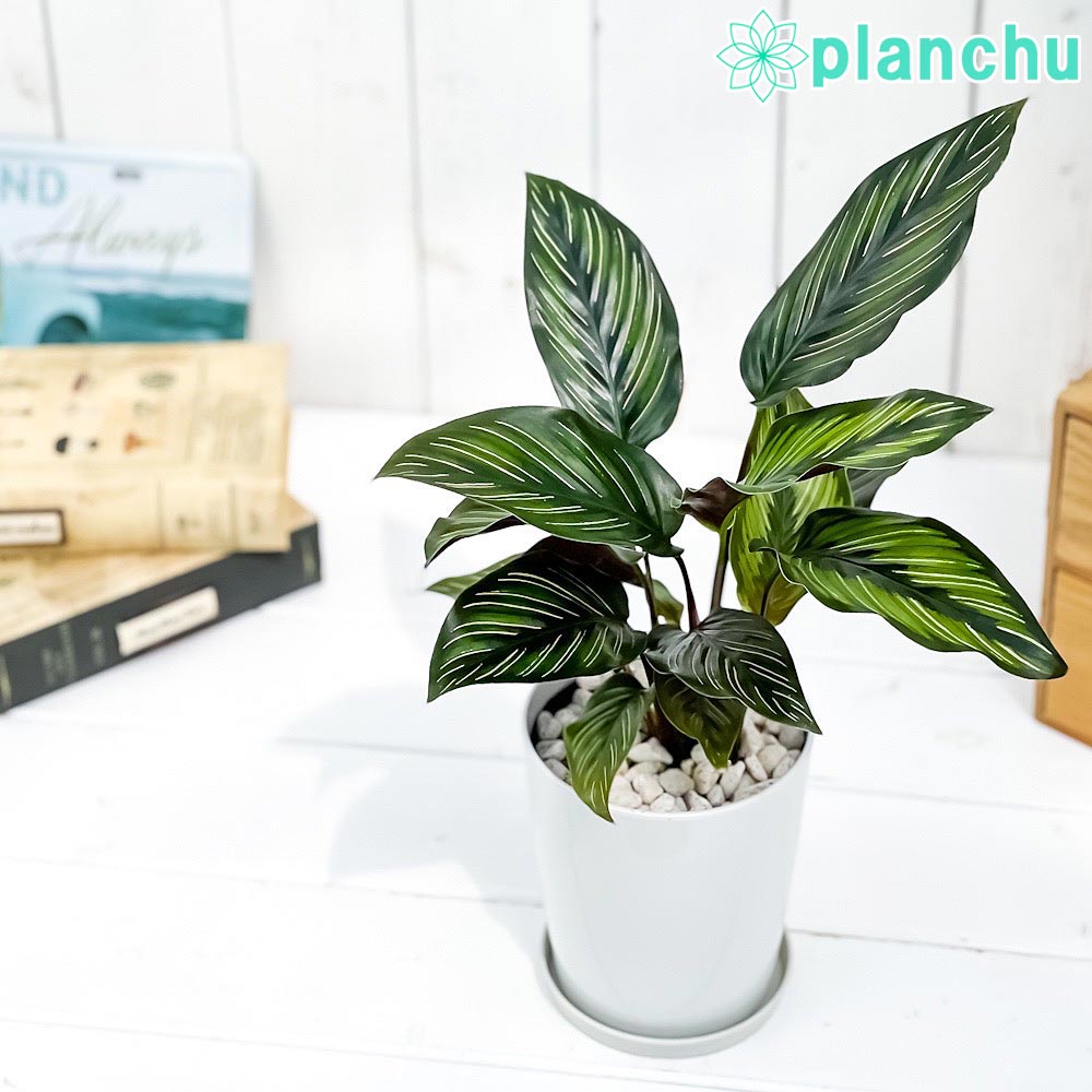 PLANCHU 観葉植物 カラテア ビューティースター 4号鉢 受け皿付き 育て方説明書付き Calathea ‘Beauty Star’
