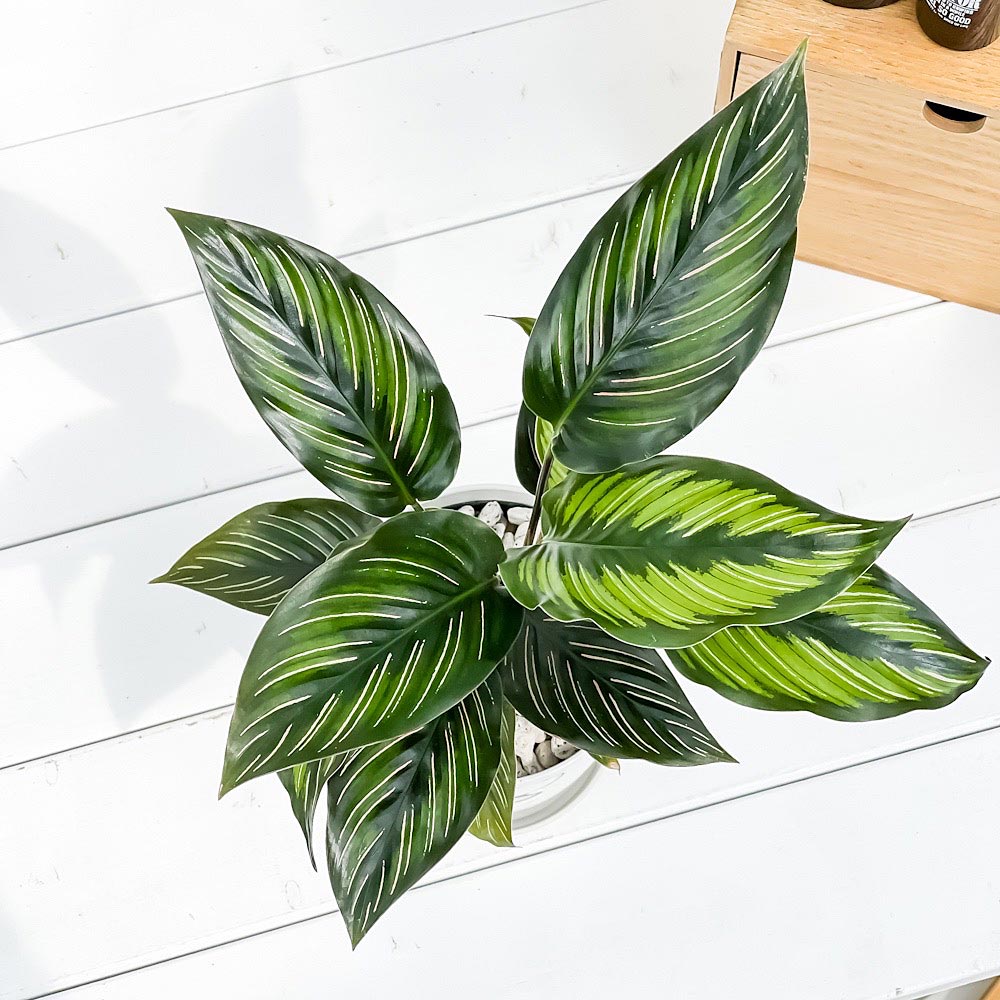 PLANCHU 観葉植物 カラテア ビューティースター 4号鉢 受け皿付き 育て方説明書付き Calathea ‘Beauty Star’