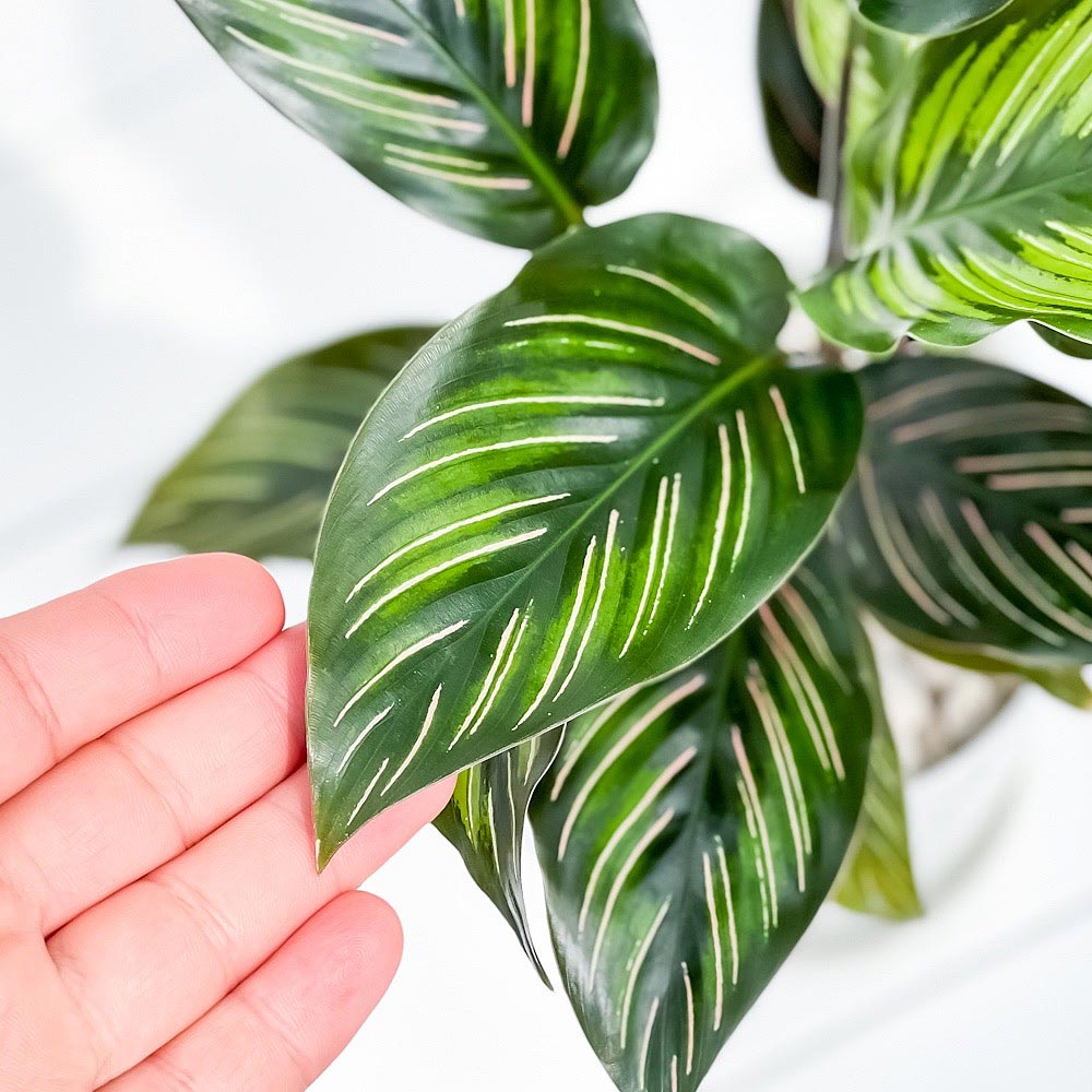 PLANCHU 観葉植物 カラテア ビューティースター 4号鉢 受け皿付き 育て方説明書付き Calathea ‘Beauty Star’
