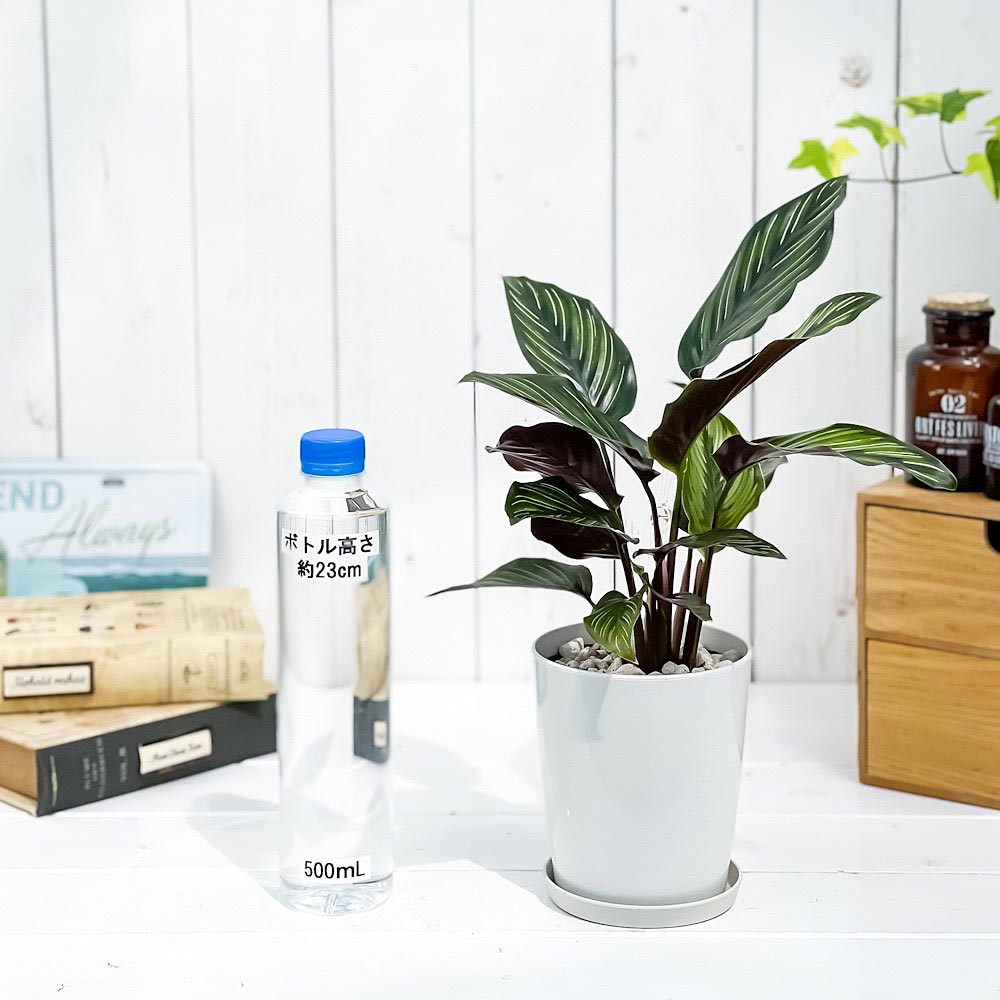 PLANCHU 観葉植物 カラテア ビューティースター 4号鉢 受け皿付き 育て方説明書付き Calathea ‘Beauty Star’