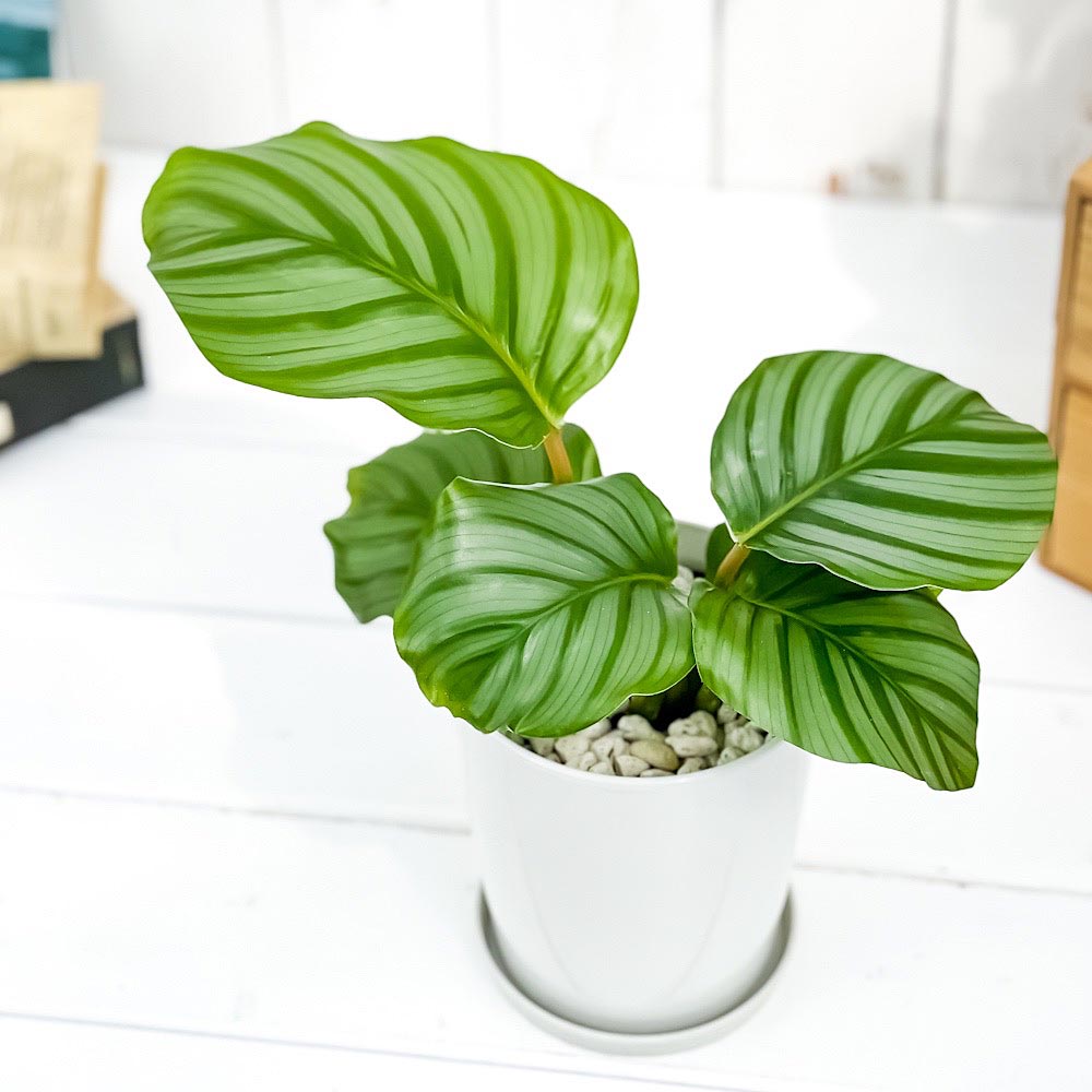 PLANCHU 観葉植物 カラテア オルビフォリア 4号鉢 受け皿付き 育て方説明書付き Calathea orbifolia