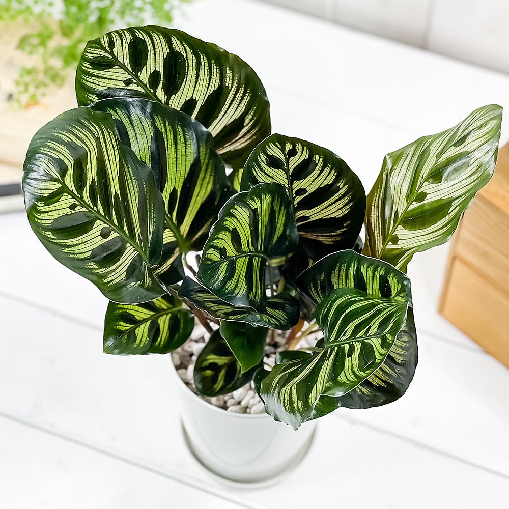 PLANCHU 観葉植物 カラテア マコヤナ 4号鉢 受け皿付き 育て方説明書付き Calathea makoyana 五色矢羽根芭蕉 ゴシキヤバネバショウ