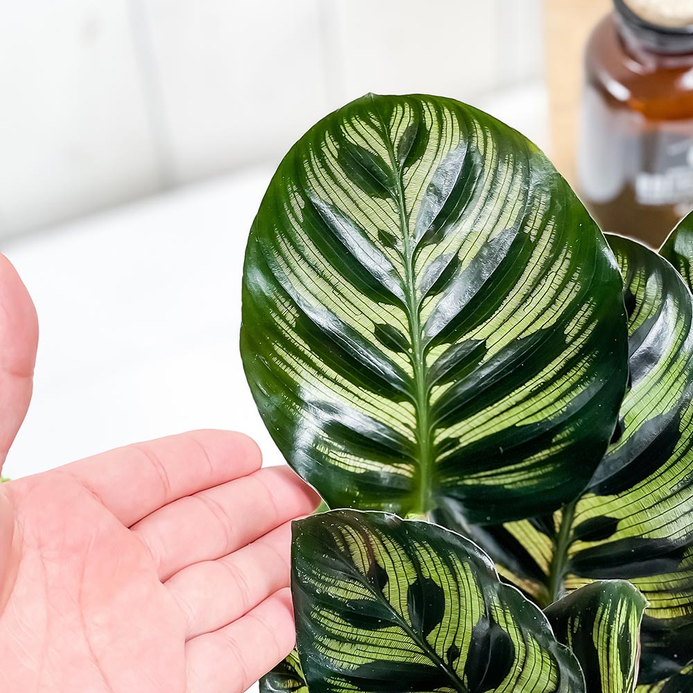 PLANCHU 観葉植物 カラテア マコヤナ 4号鉢 受け皿付き 育て方説明書付き Calathea makoyana 五色矢羽根芭蕉 ゴシキヤバネバショウ
