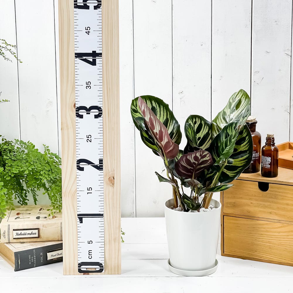 PLANCHU 観葉植物 カラテア マコヤナ 4号鉢 受け皿付き 育て方説明書付き Calathea makoyana 五色矢羽根芭蕉 ゴシキヤバネバショウ