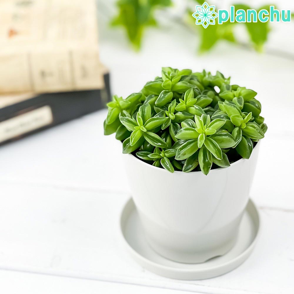 PLANCHU 観葉植物 ペペロミア ニパドラ 3.5号鉢 受け皿付き 育て方説明書付き Peperomia ‘Nivadra’ ニバドラ