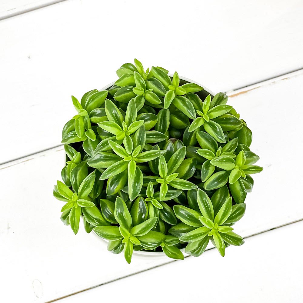 PLANCHU 観葉植物 ペペロミア ニパドラ 3.5号鉢 受け皿付き 育て方説明書付き Peperomia ‘Nivadra’ ニバドラ