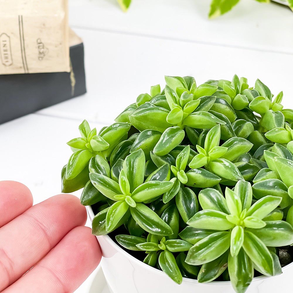 PLANCHU 観葉植物 ペペロミア ニパドラ 3.5号鉢 受け皿付き 育て方説明書付き Peperomia ‘Nivadra’ ニバドラ