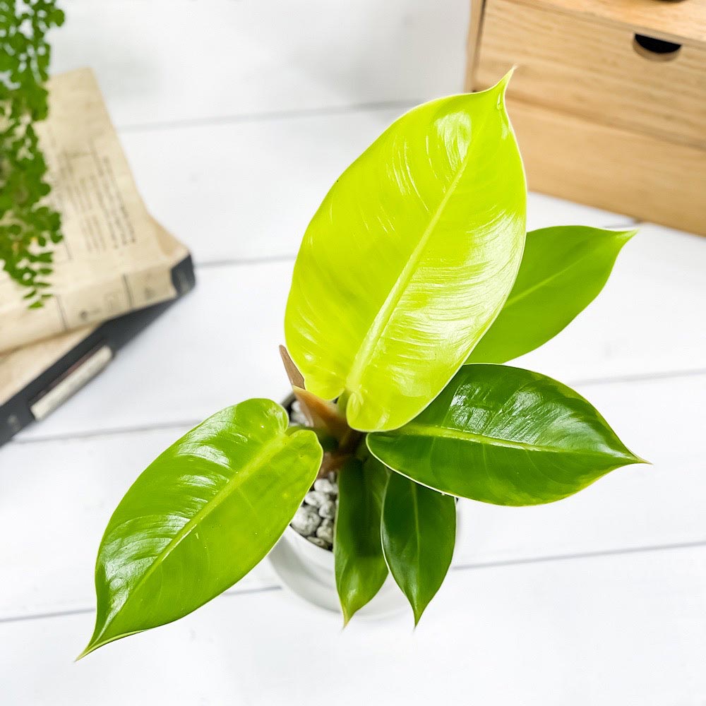 PLANCHU 観葉植物 フィロデンドロン インペリアルゴールド 3.5号鉢 受け皿付き 育て方説明書付き Philodendron ‘Imperial Gold’ アロイド