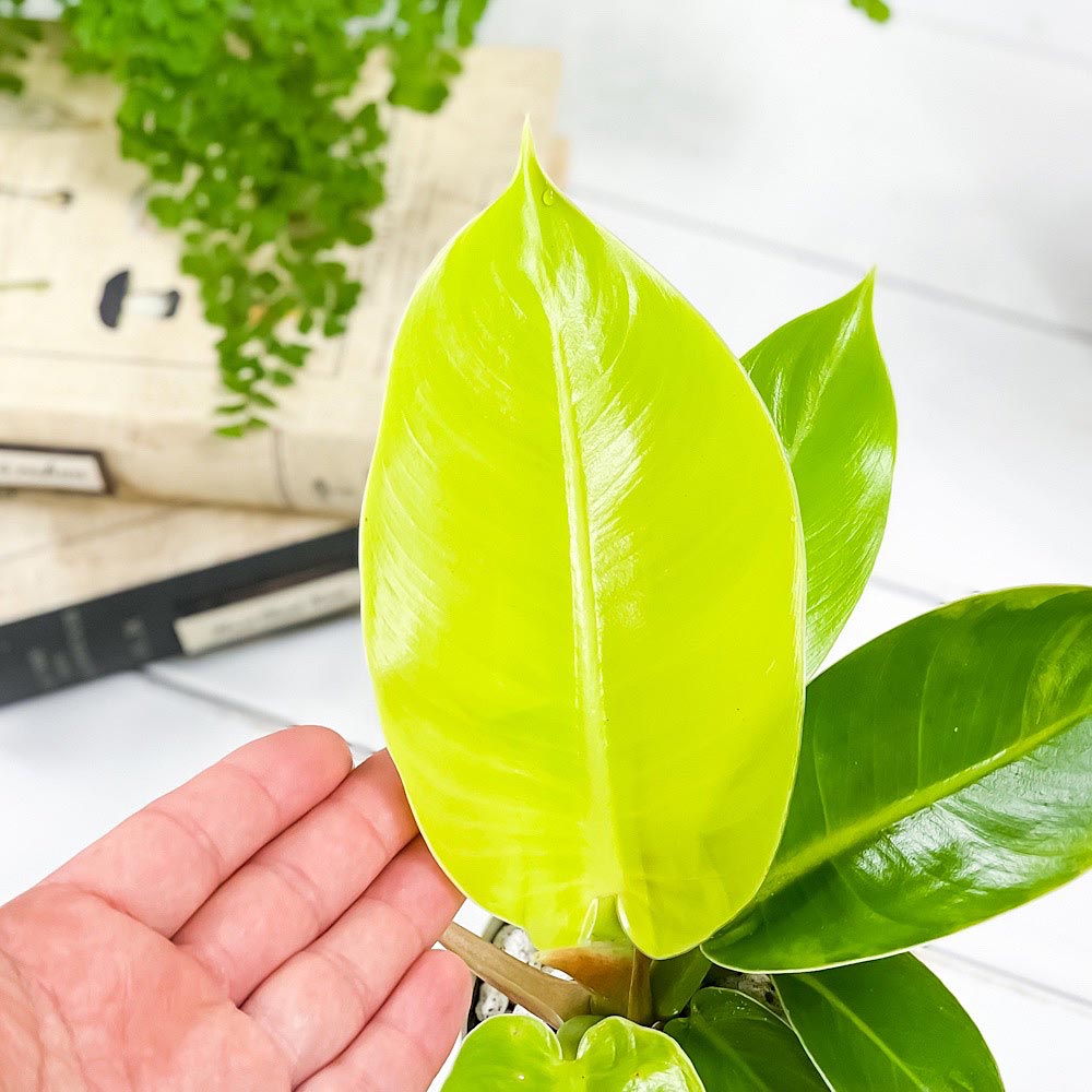 PLANCHU 観葉植物 フィロデンドロン インペリアルゴールド 3.5号鉢 受け皿付き 育て方説明書付き Philodendron ‘Imperial Gold’ アロイド