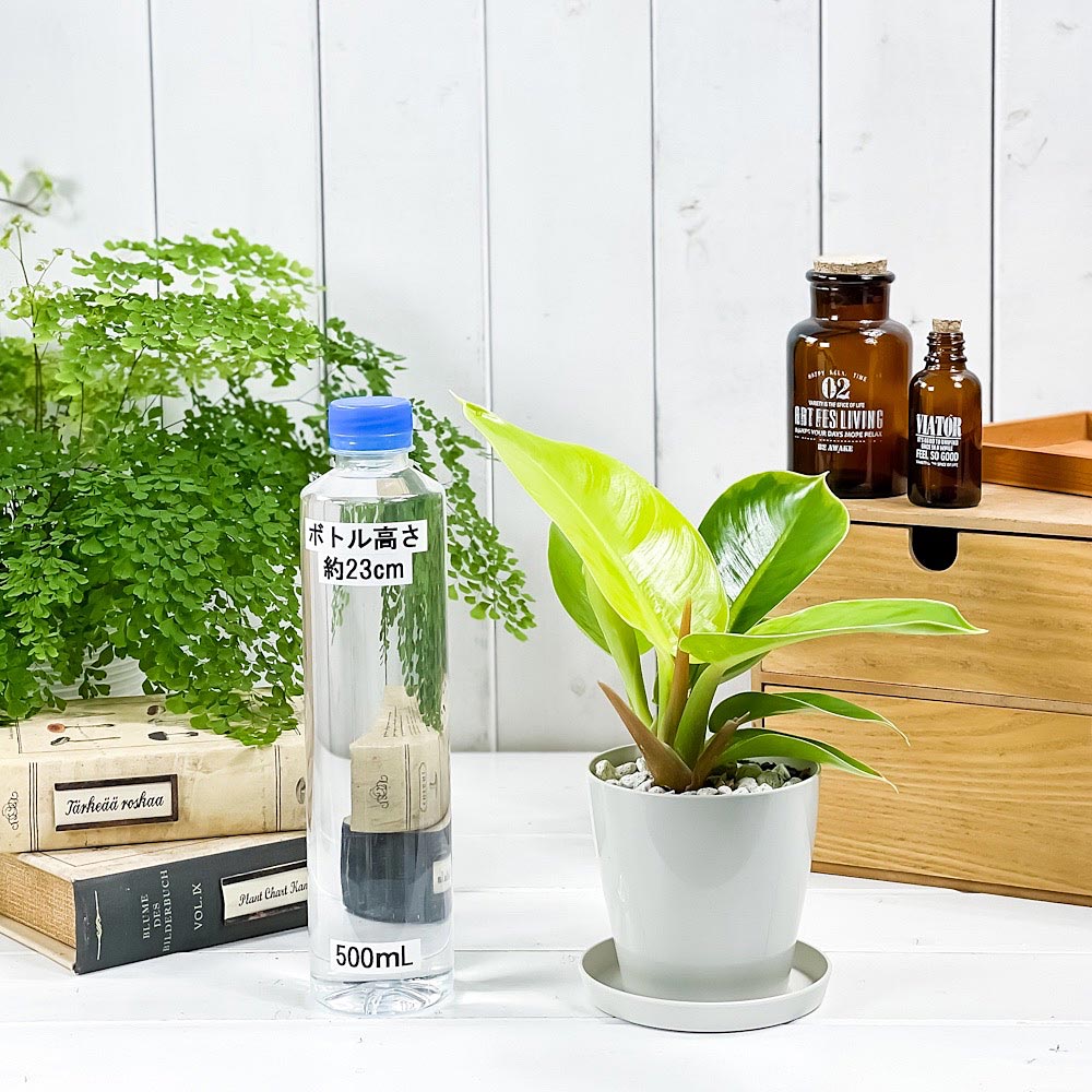 PLANCHU 観葉植物 フィロデンドロン インペリアルゴールド 3.5号鉢 受け皿付き 育て方説明書付き Philodendron ‘Imperial Gold’ アロイド