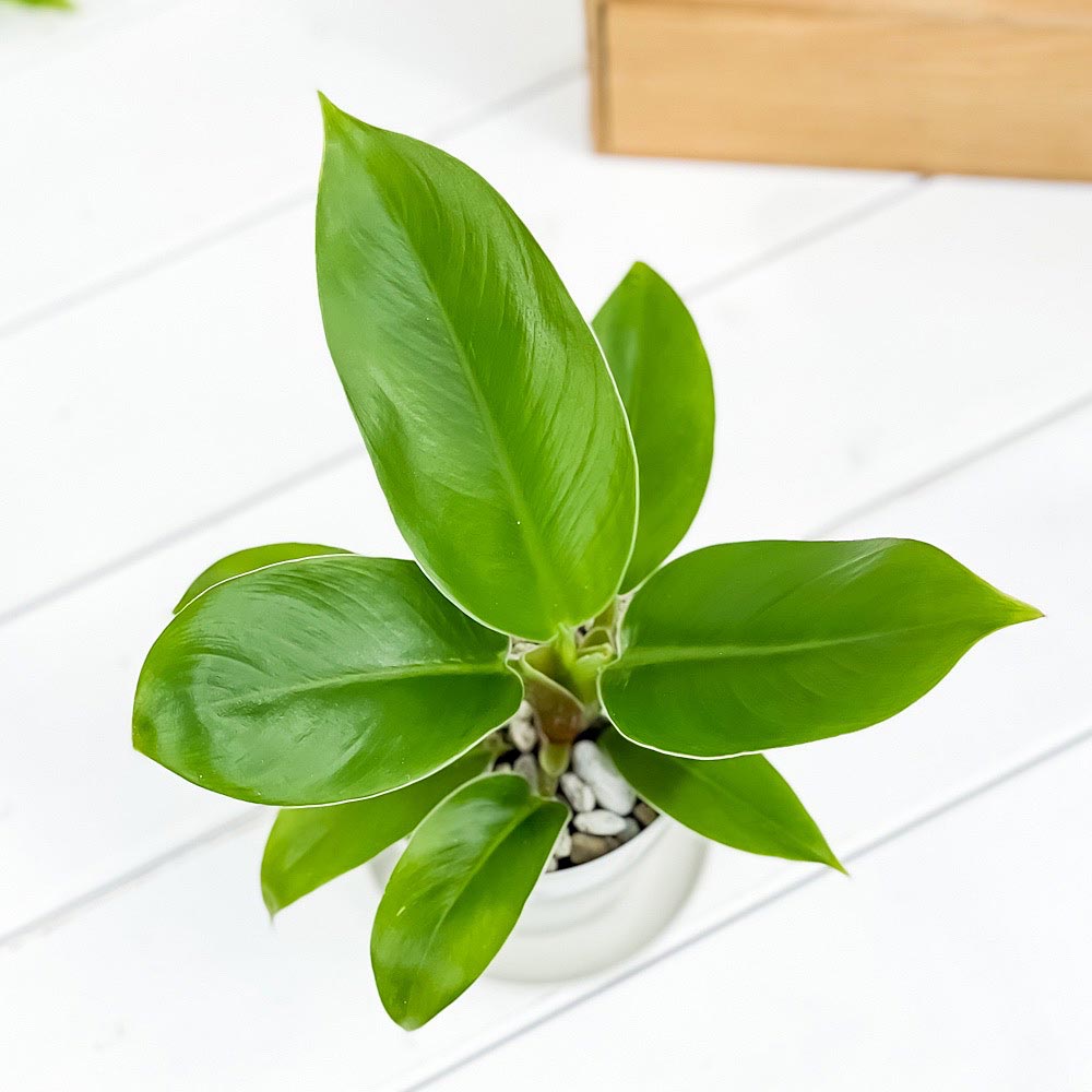 PLANCHU 観葉植物 フィロデンドロン インペリアルグリーン 3.5号鉢 受け皿付き 育て方説明書付き Philodendron ‘Imperial Green’ アロイド