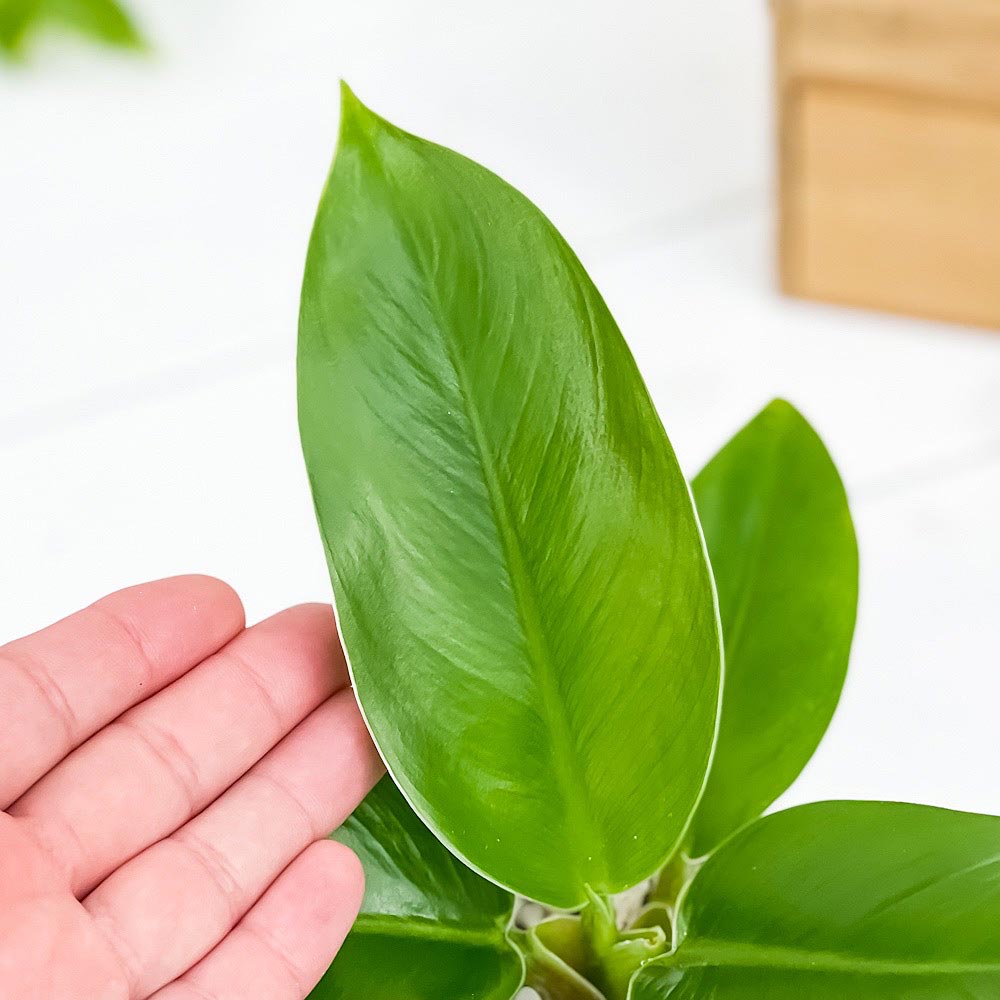 PLANCHU 観葉植物 フィロデンドロン インペリアルグリーン 3.5号鉢 受け皿付き 育て方説明書付き Philodendron ‘Imperial Green’ アロイド