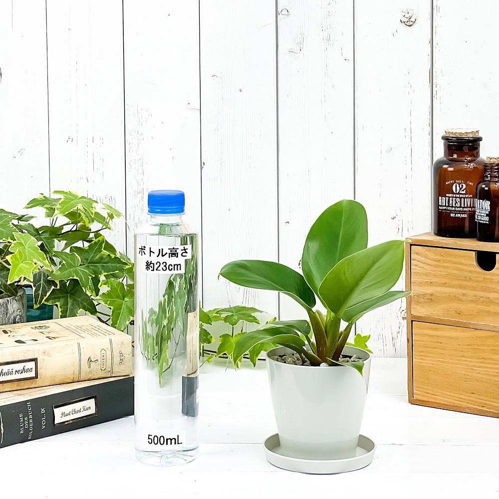 PLANCHU 観葉植物 フィロデンドロン インペリアルグリーン 3.5号鉢 受け皿付き 育て方説明書付き Philodendron ‘Imperial Green’ アロイド