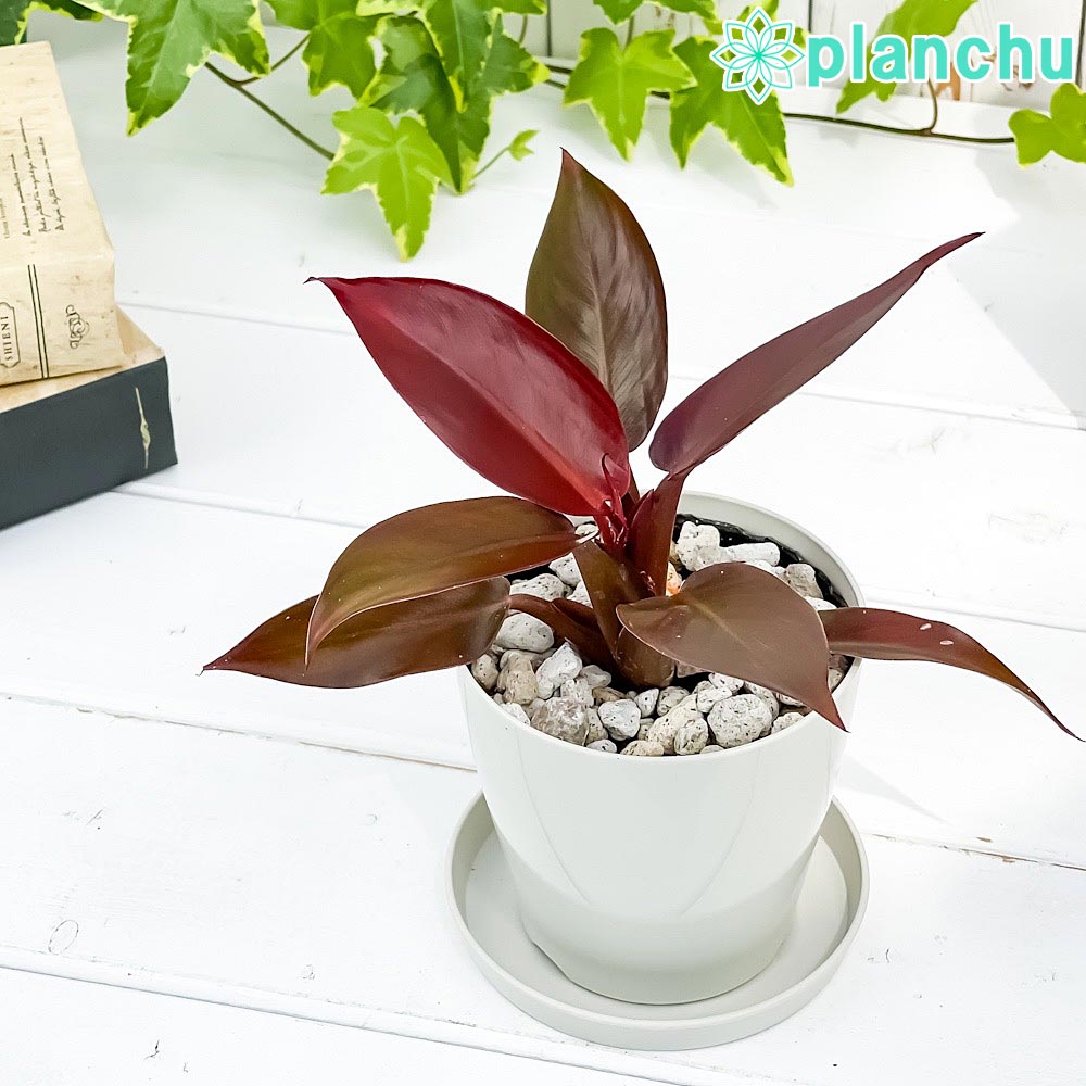 PLANCHU 観葉植物 フィロデンドロン サンレッド 3.5号鉢 受け皿付き 育て方説明書付き Philodendron ‘Sun Red’ アロイド