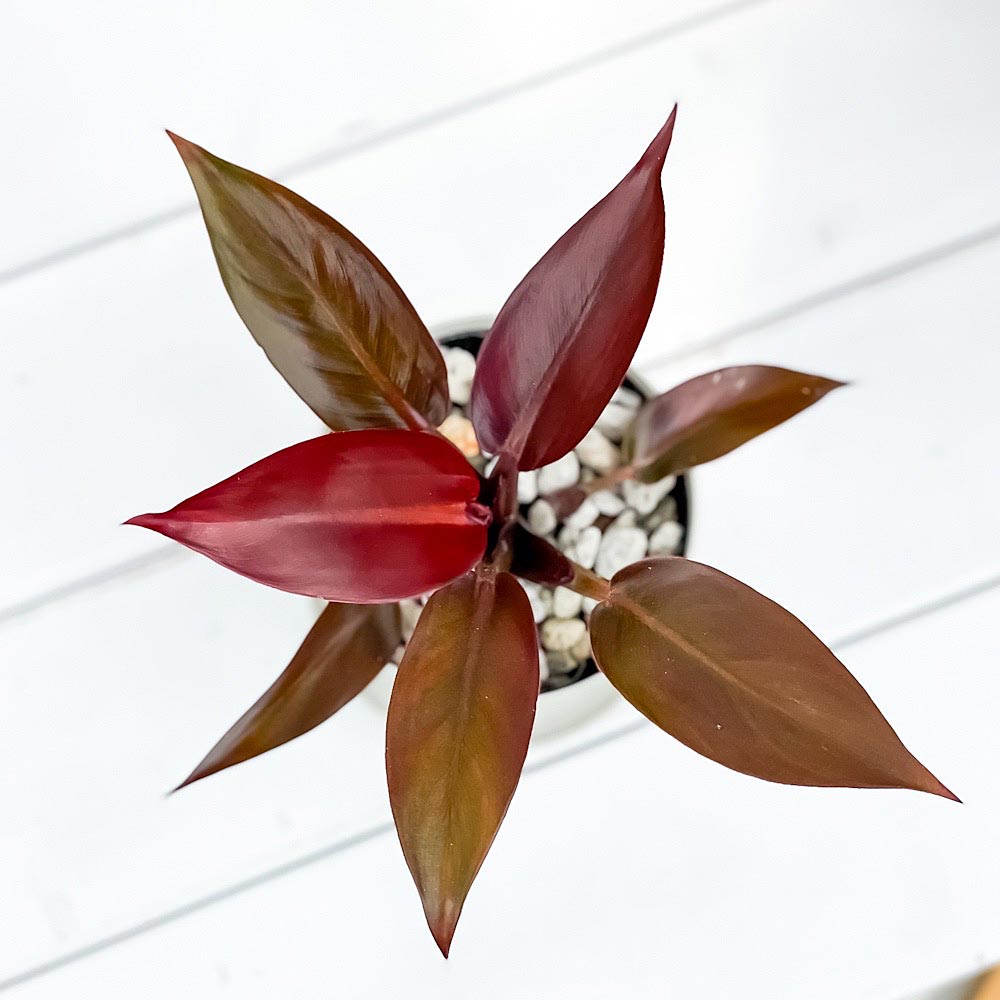 PLANCHU 観葉植物 フィロデンドロン サンレッド 3.5号鉢 受け皿付き 育て方説明書付き Philodendron ‘Sun Red’ アロイド