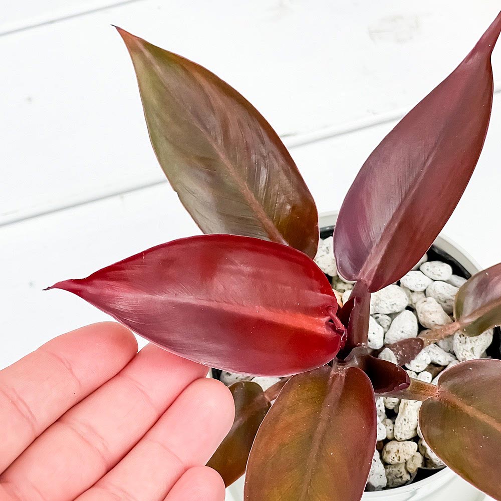 PLANCHU 観葉植物 フィロデンドロン サンレッド 3.5号鉢 受け皿付き 育て方説明書付き Philodendron ‘Sun Red’ アロイド