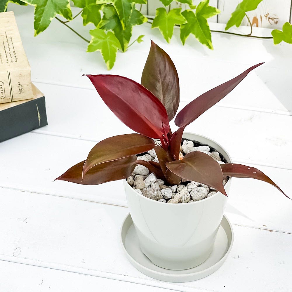 PLANCHU 観葉植物 フィロデンドロン サンレッド 3.5号鉢 受け皿付き 育て方説明書付き Philodendron ‘Sun Red’ アロイド